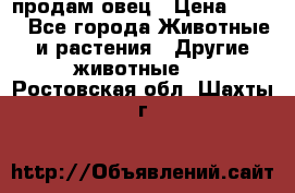  продам овец › Цена ­ 100 - Все города Животные и растения » Другие животные   . Ростовская обл.,Шахты г.
